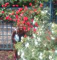 roses and donna