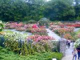 rockerfeller rose garden