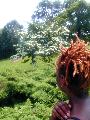 tree and hair