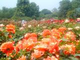 roses and crowd